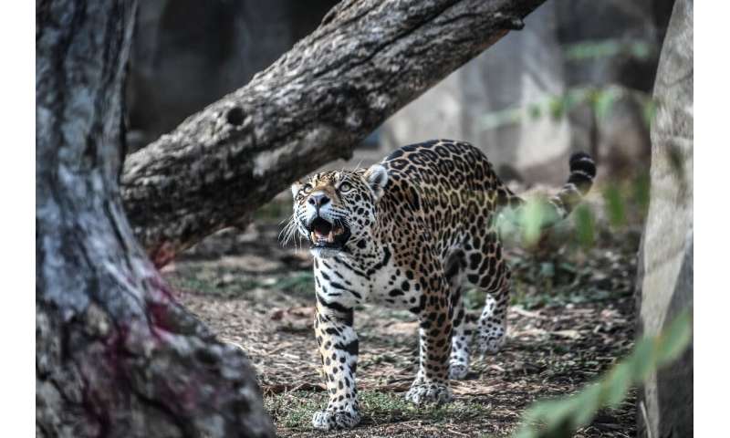 The Pantanal is known for its immense biodiversity, including its jaguars, a species listed as 