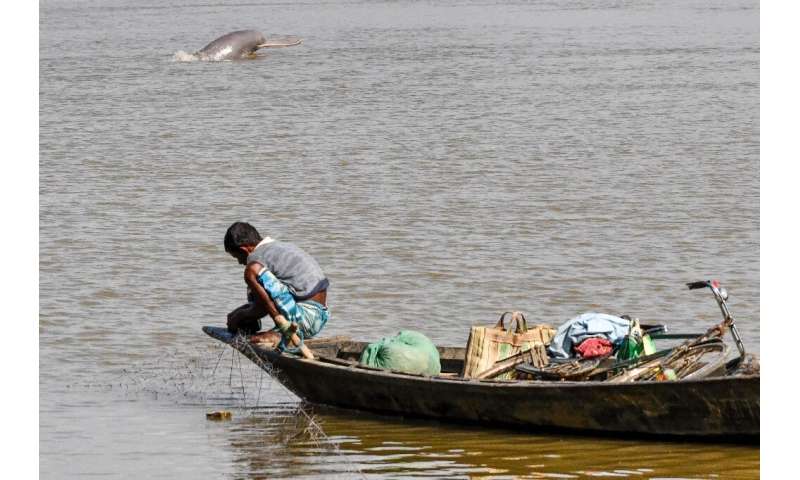 The rare Ganges river dolphin is found in the river systems of Nepal, Bangladesh and India