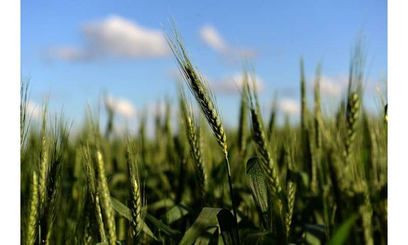 La comisión científica del Ministerio de Agricultura de Argentina dijo que había aprobado una variedad de trigo resistente a la sequía en el w
