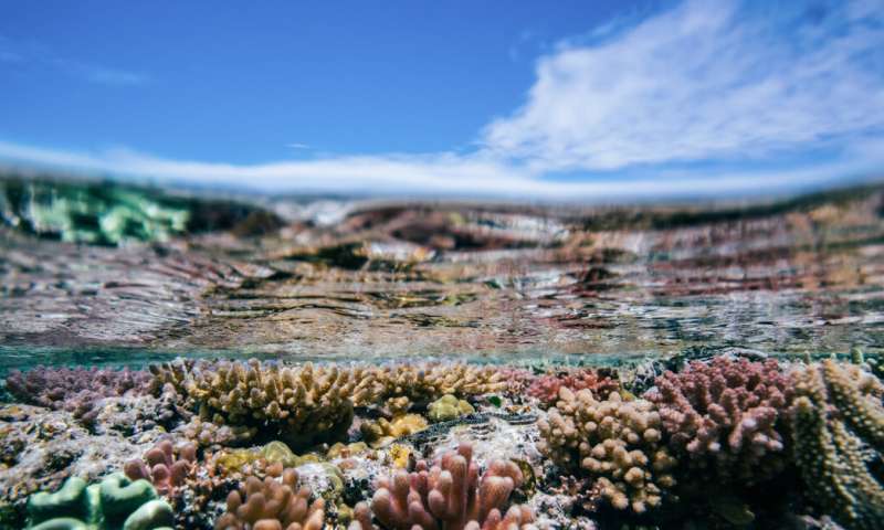 The 'smell' of coral as an indicator of reef health