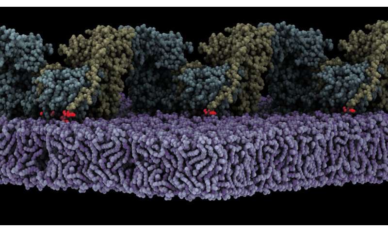 The structural basis of Focal Adhesion Kinase activation on lipid membranes unravelled