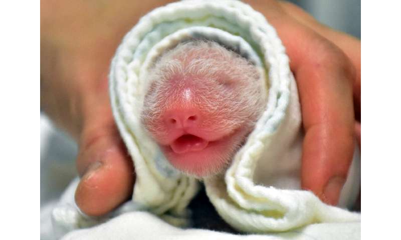 The unnamed cub was born on Sunday, the zoo said