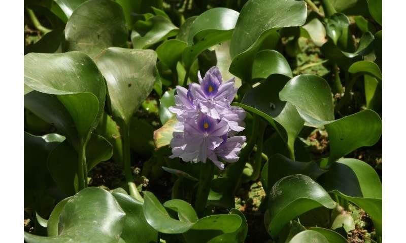 The water hyacinth—nicknamed the 