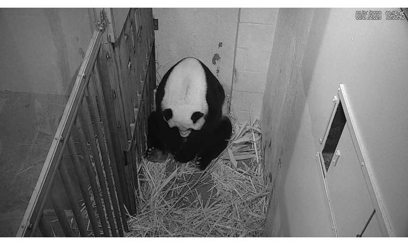 'The whole world celebrates' on-camera birth of panda cub