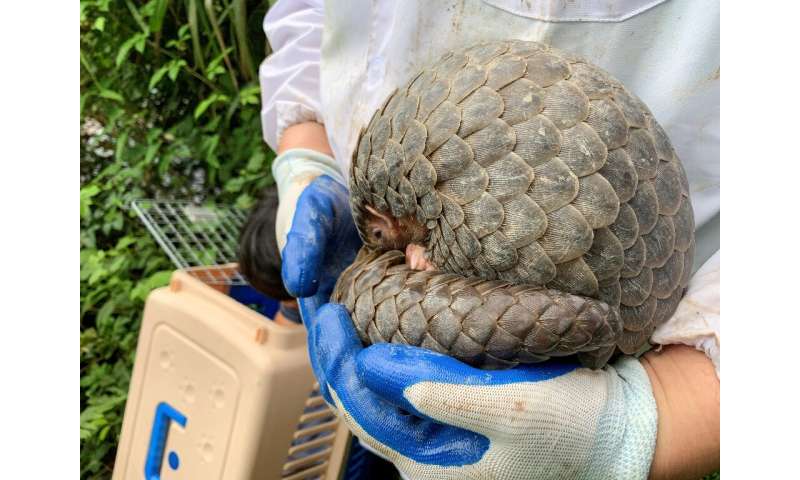 The young female pangolin was released into a forest in eastern China's Zhejiang province