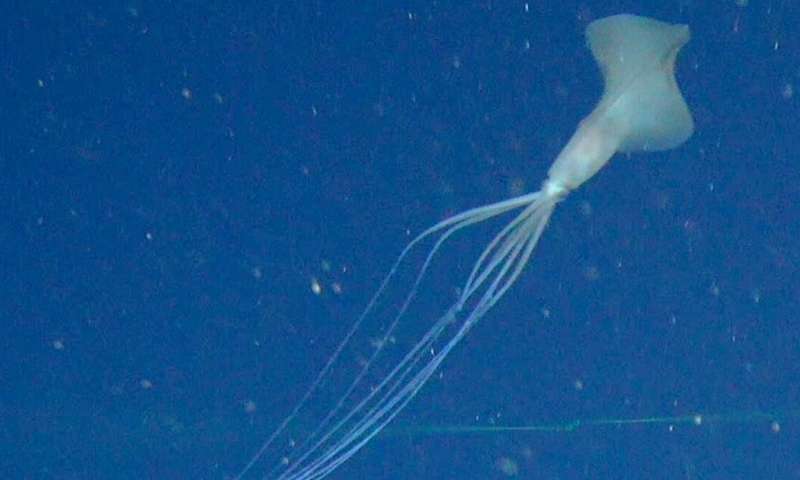 This super rare squid is a deep-sea mystery. We recently spotted not 1, but 5, in the Great Australian Bight