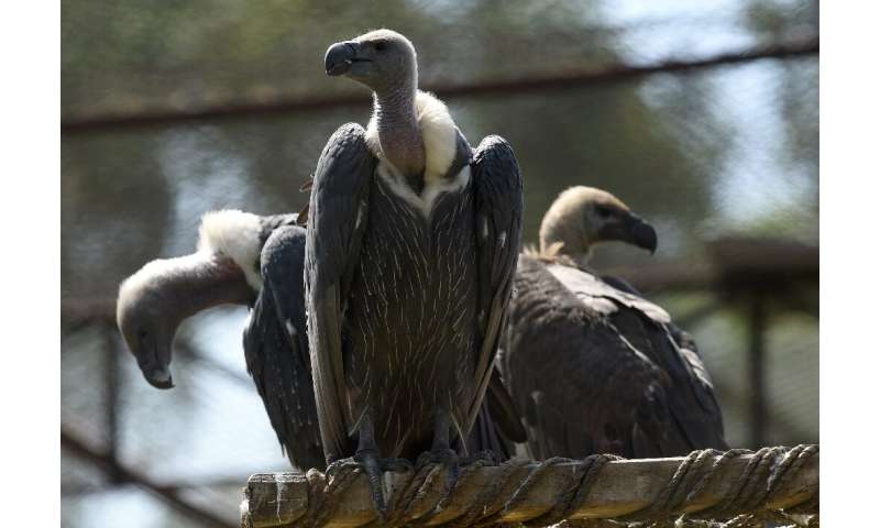 Threats from poisoning and trade for traditional medicines account for 90 percent of reported vulture killings in Africa