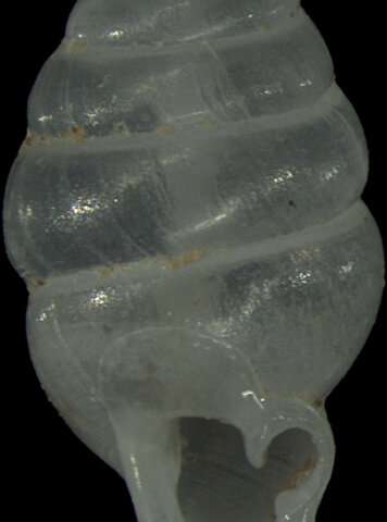 Tiny cave snail with muffin-top waistline rolls out of the dark in Laos