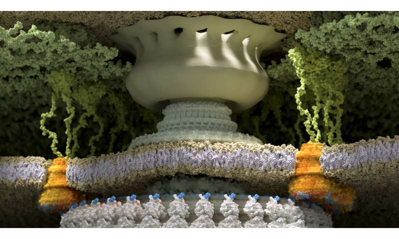 Tiny protein motor fuels bacterial movement