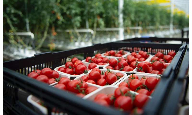 Tomatoes are viewed at Lufa Farms, a company that just opened what it says is the world's largest commercial rooftop greenhouse 
