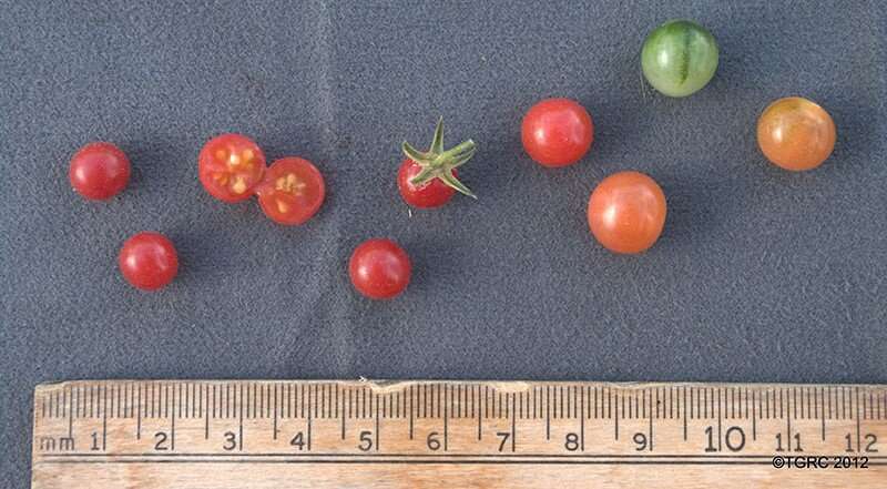 The wild ancestor of the tomato is a genomic reservoir for plant growers