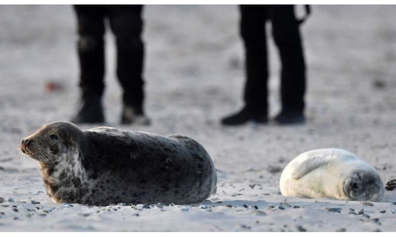 Tourists come daily to see the white-furred seal pups hop around the beach during the whelping season