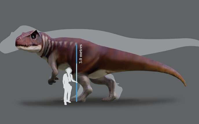 Tracking Australia’s gigantic carnivorous dinosaurs