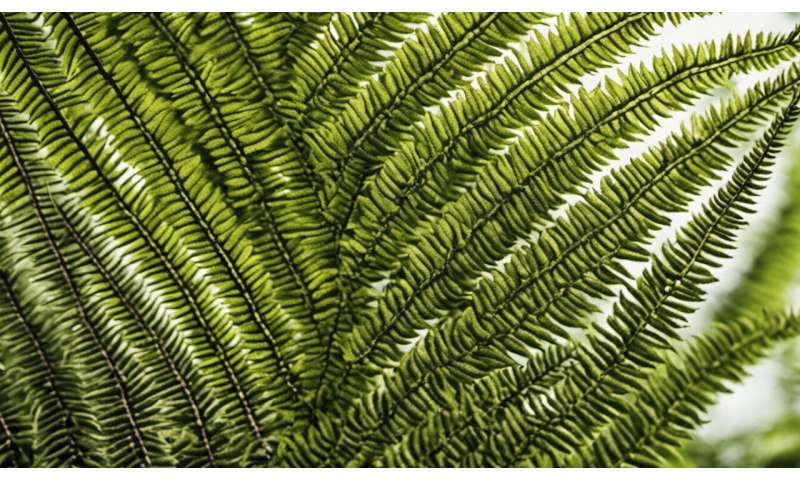 Tree ferns are older than dinosaurs. And that's not even the most interesting thing about them