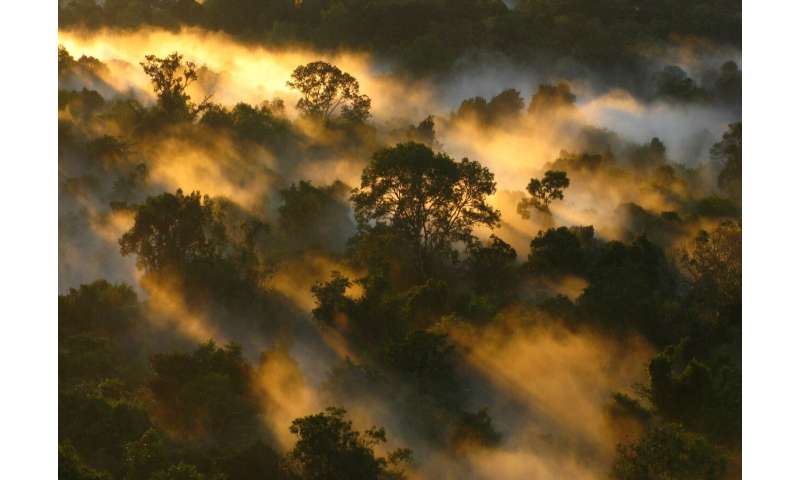 Tropical forests' carbon sink is already rapidly weakening