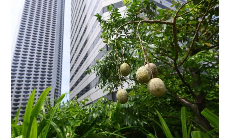 Tropical fruit kedondong grows in a rooftop garden in Singapore