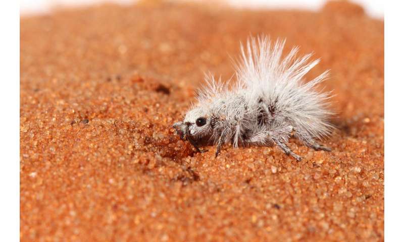 True colors: Scientists discuss evolution of white coloration of velvet ants