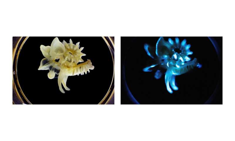 Tube worm slime displays long-lasting, self-powered glow