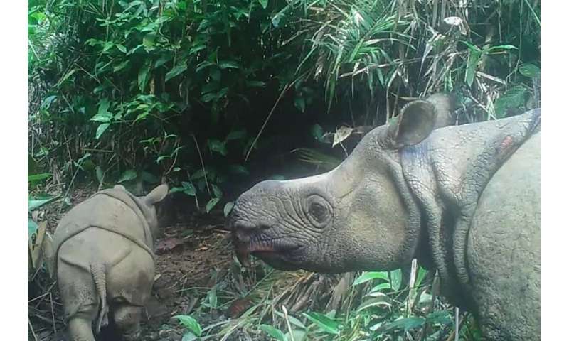 Two extremely rare Javan rhinoceros calves have been spotted in an Indonesian national park