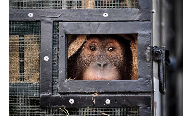 Two Sumatran orangutans flew home from Thailand years after being captured and smuggled into the country