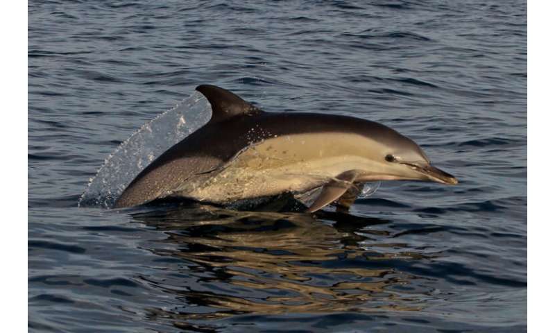 Uncommon dolphin repeatedly spotted in northern Adriatic