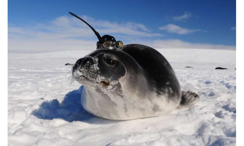 **Unknown currents in Southern Ocean have been observed with help of seals
