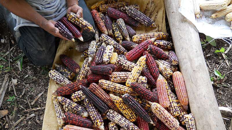UNM researchers document the first use of maize in Mesoamerica