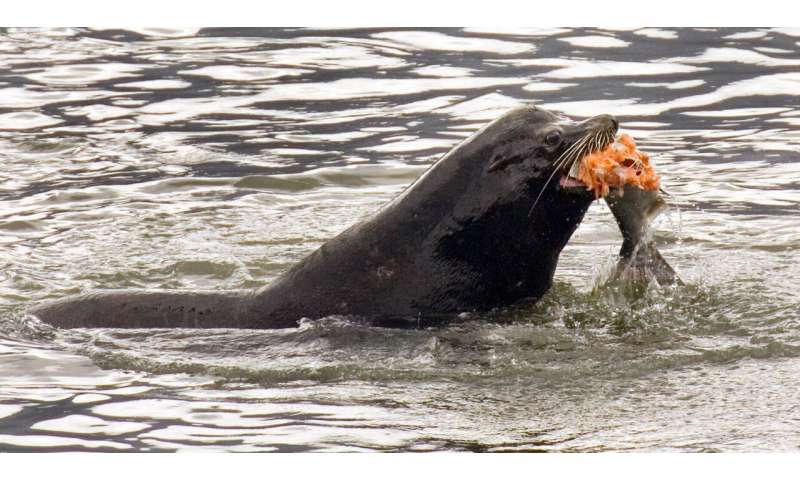 US allows killing sea lions eating at-risk Northwest salmon