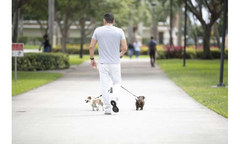 Tierärzte gehen Haustiere Spaziergänge mit TierheimHunden verringern