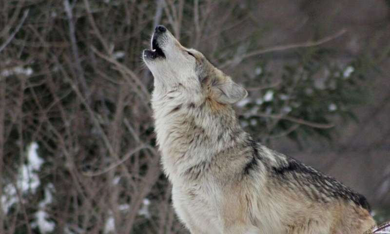 Video: Why are we acting like wolves at night?