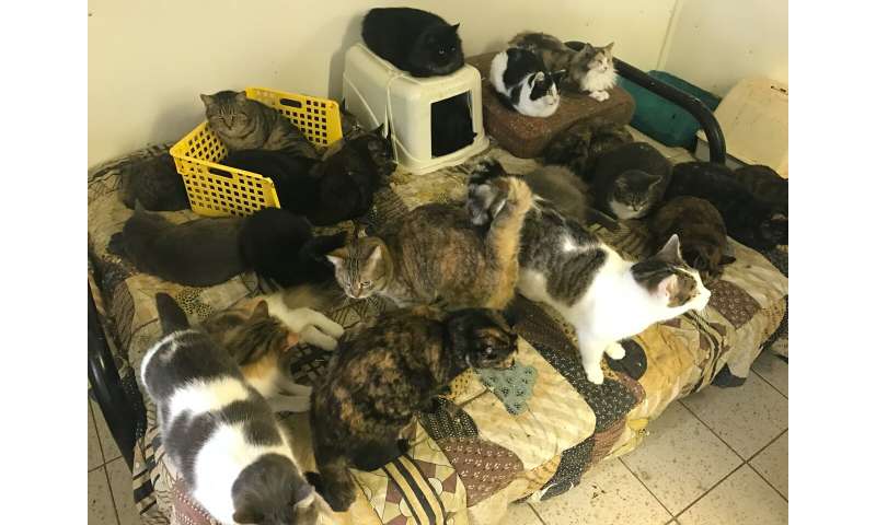 Welfare concerns highlighted over 'institutional hoarding' of cats