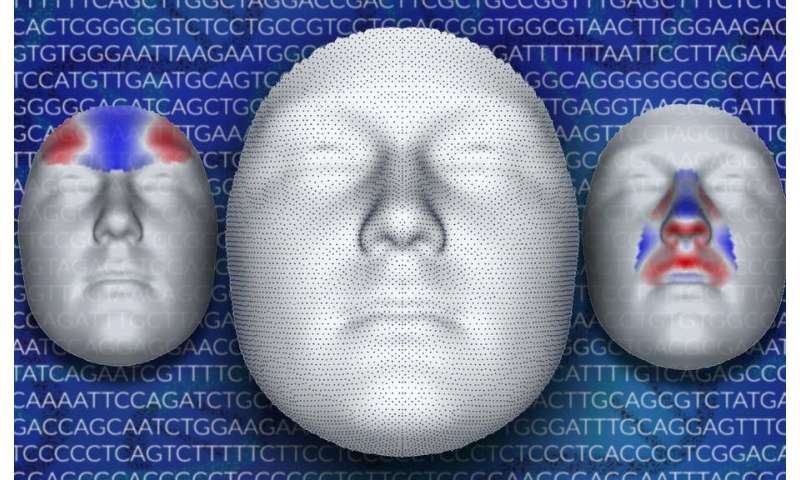 We scanned the DNA of 8,000 people to see how facial features are controlled by genes