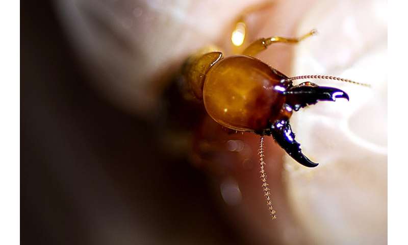 What can ants and termites teach us about fighting disease?
