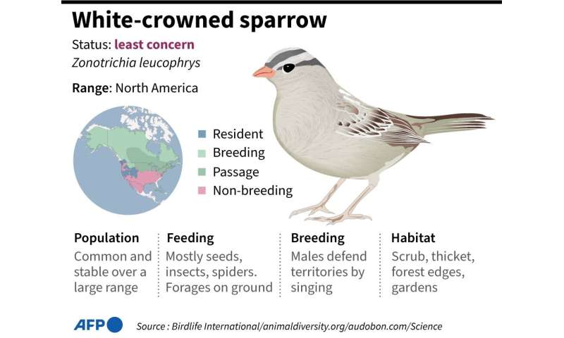 White-capped sparrow