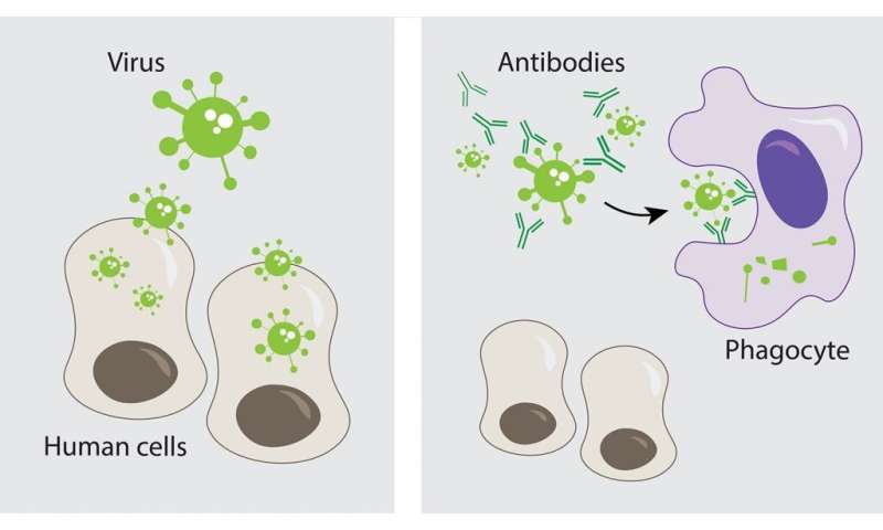 Why Don’t Antibodies Guarantee Immunity?