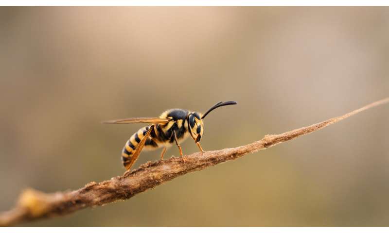 Why wasps become so annoying at the end of summer