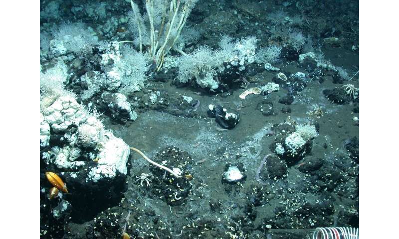 Window to another world: life is bubbling to the seafloor with oil from the depths