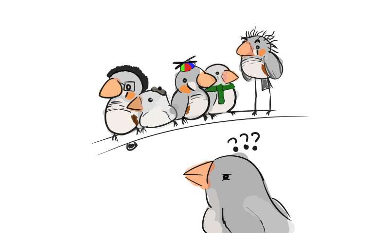 Zebra finches are able to remember up to 42 birds based on their vocalizations