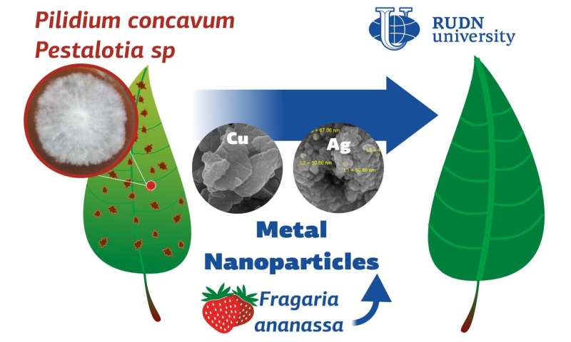  Silver nanoparticles proved effective against phytopathogens   