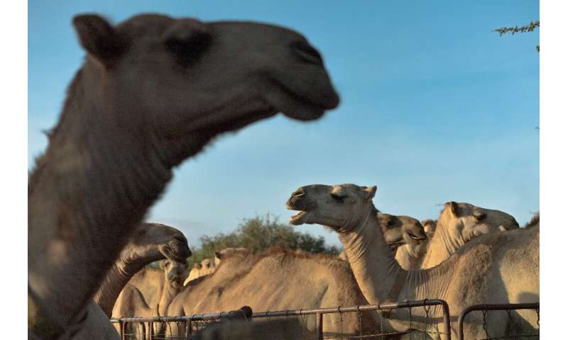 Camels stand in their pens as they wait to be released to pasture at the International Livestock Research Institute (ILRI) ranch