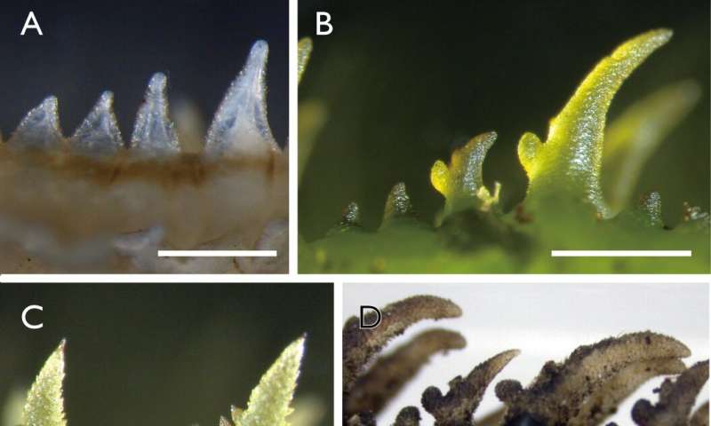 Cryptic fleshy coat aids larvae in crawling on a moss carpet