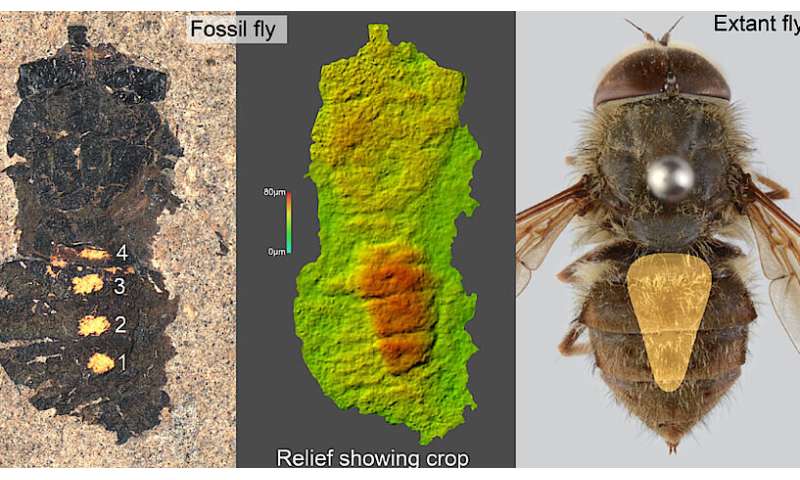 Fossilized feeding frenzy: 47-million-year-old fly found with a full belly