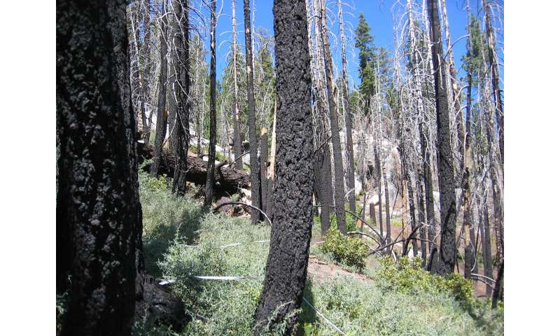 New Analysis Finds Spotted Owls Harmed by Post-fire Logging, Not Fire