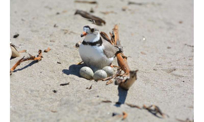 Piping plovers breed less and move more in the northern great plains