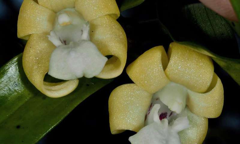 New species of dendrobium orchid found in indonesia