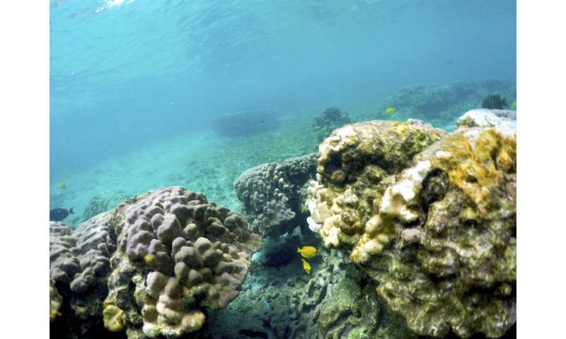 Global warming's extreme rains threaten Hawaii's coral reefs