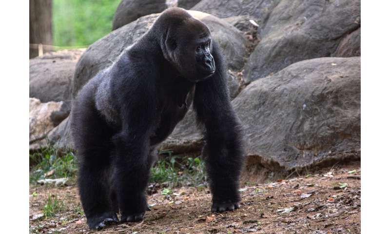 18 of 20 gorillas at Atlanta's zoo have contracted COVID
