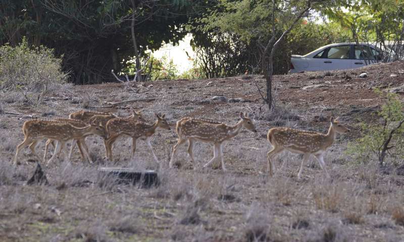 Deer native to India starve to death amid drought in Hawaii