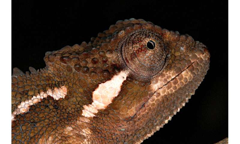Highlands of diversity: Another new chameleon from the Bale region, Ethiopia