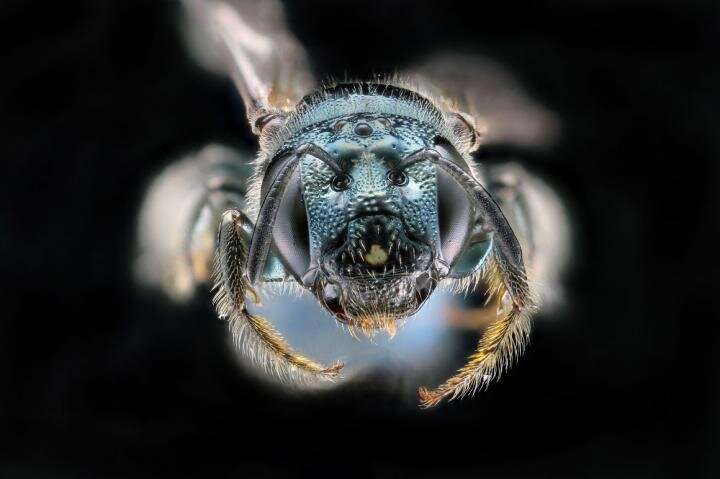 Los instintos maternos conducen a la vida social de las abejas.